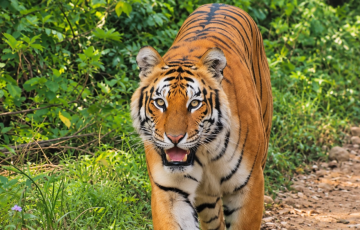 Tiger at Chitwan sauraha