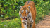 Tiger at Chitwan sauraha