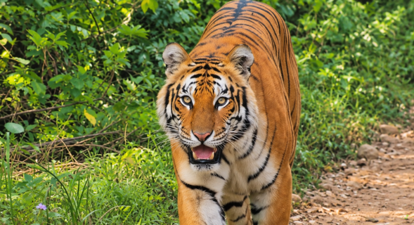 Tiger at Chitwan sauraha