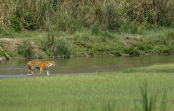 Chitwan jungle safari tour