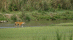 Chitwan jungle safari tour