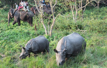 Chitwan Elephant Safari Tour Package