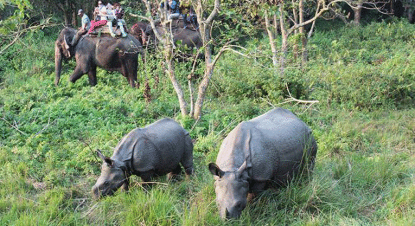 Chitwan Elephant Safari Tour Package 