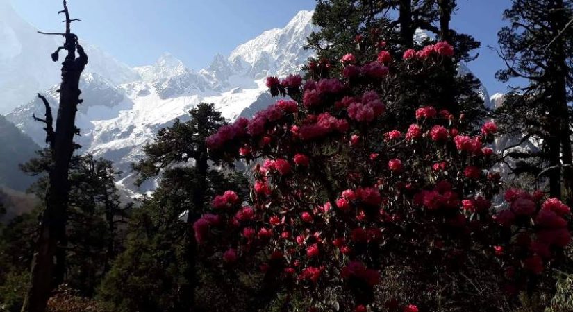 Best Rodhodendron flowers while trekking in annapurna