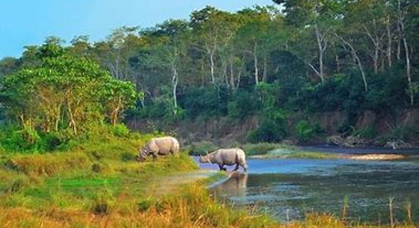 Chitwan Jungle Safari Tour