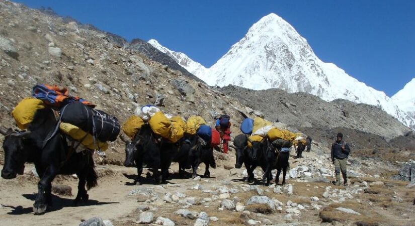 yaks-carring-luggage