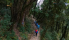 forest-walk-in-mardi-himal-trek